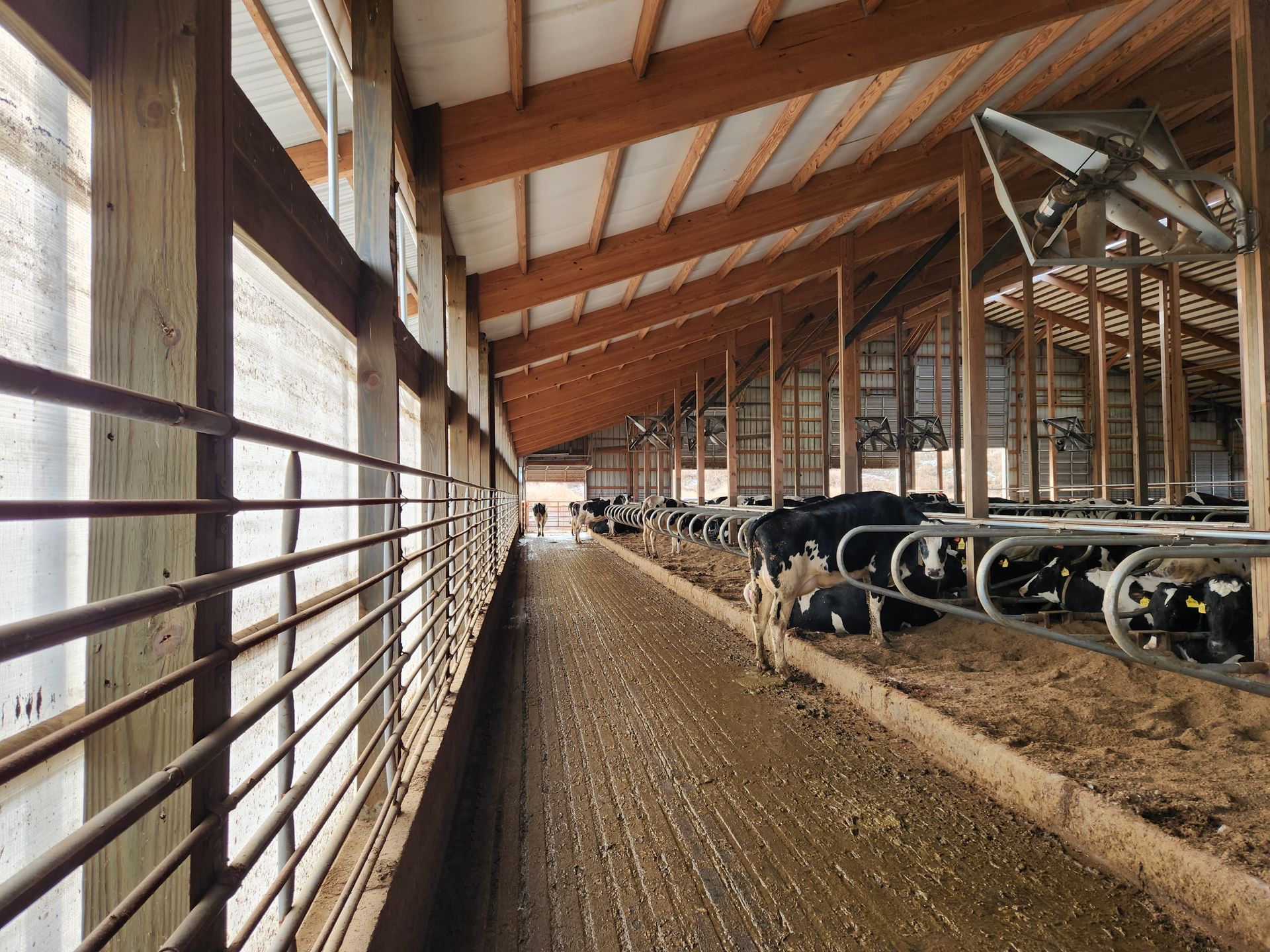 A row of cows are laying in a barn.