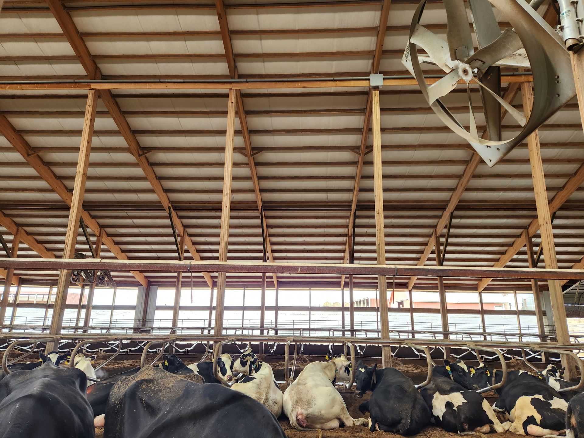 A group of cows are laying in a barn with a fan hanging from the ceiling.