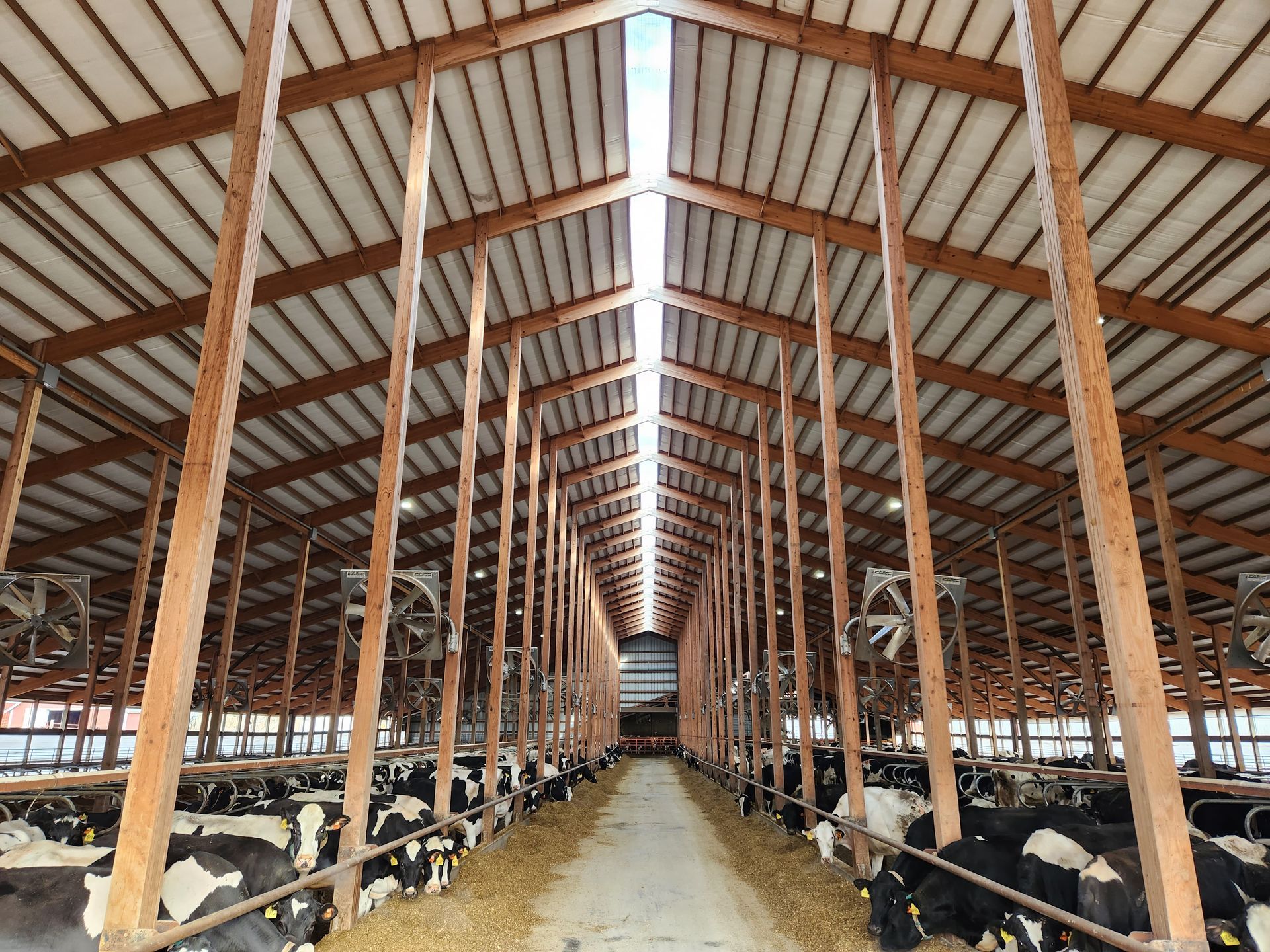A barn filled with cows eating hay under a wooden roof.