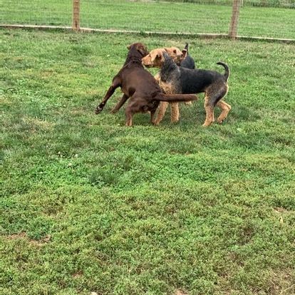 dog grooming gallery