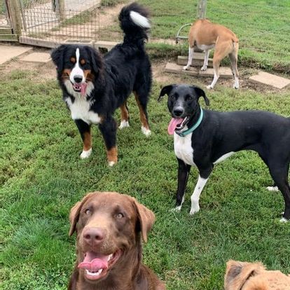 dog grooming gallery