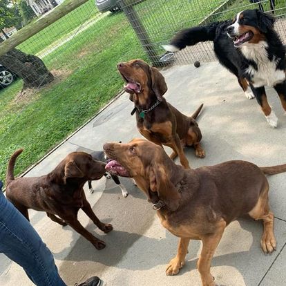 dog grooming gallery