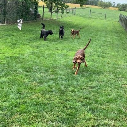 dog grooming gallery