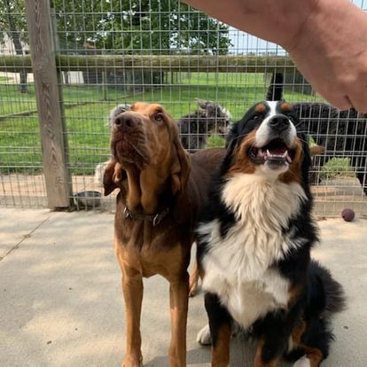 dog grooming gallery