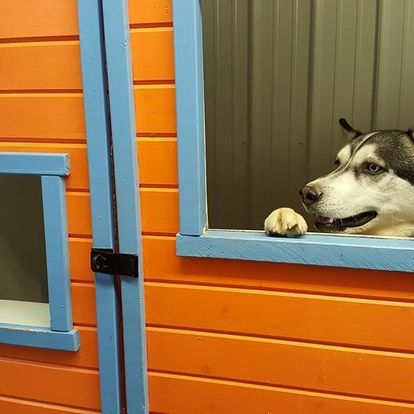 dog grooming gallery