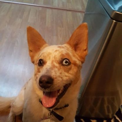 dog grooming gallery