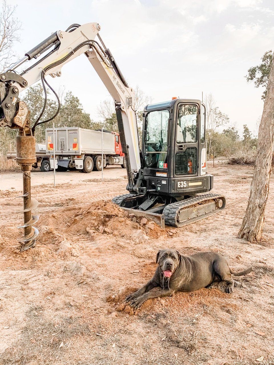 Dog Next To Excavator — Builders in Ingham, QLD