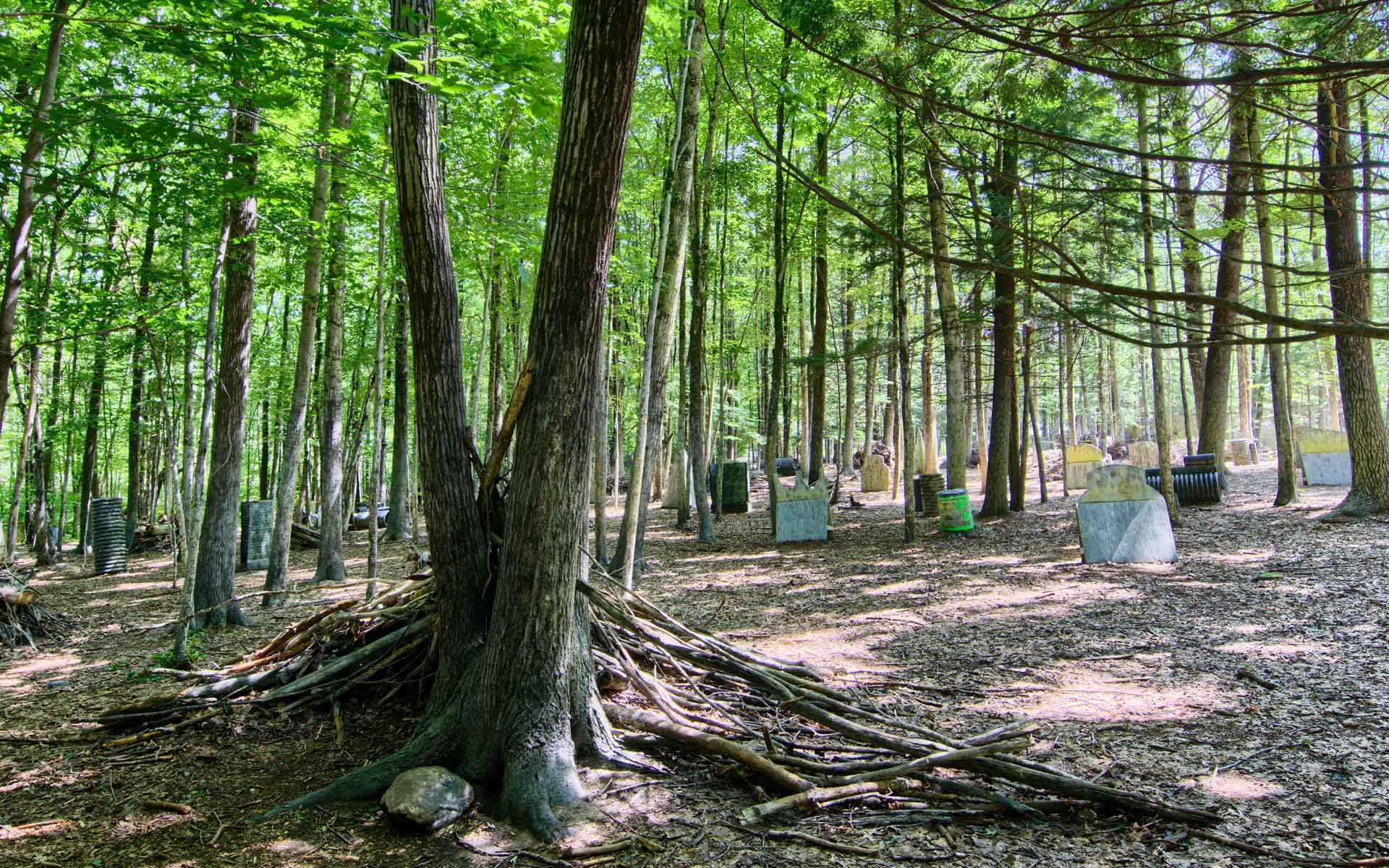 Paintball course in a forest with trees and bunkers.