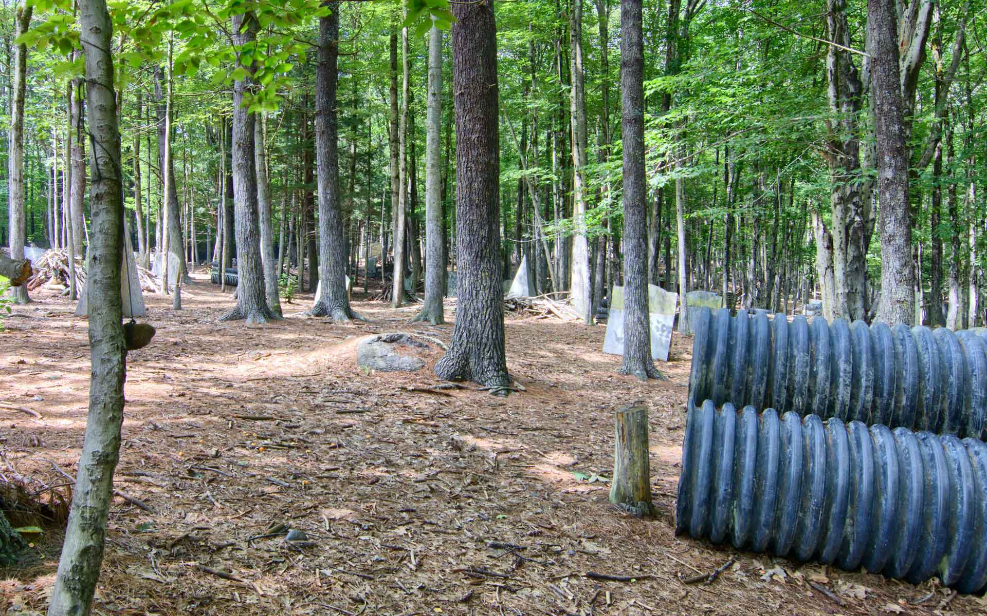 Paintball field with trees, corrugated pipe bunkers, and sunlight dappling the forest floor.