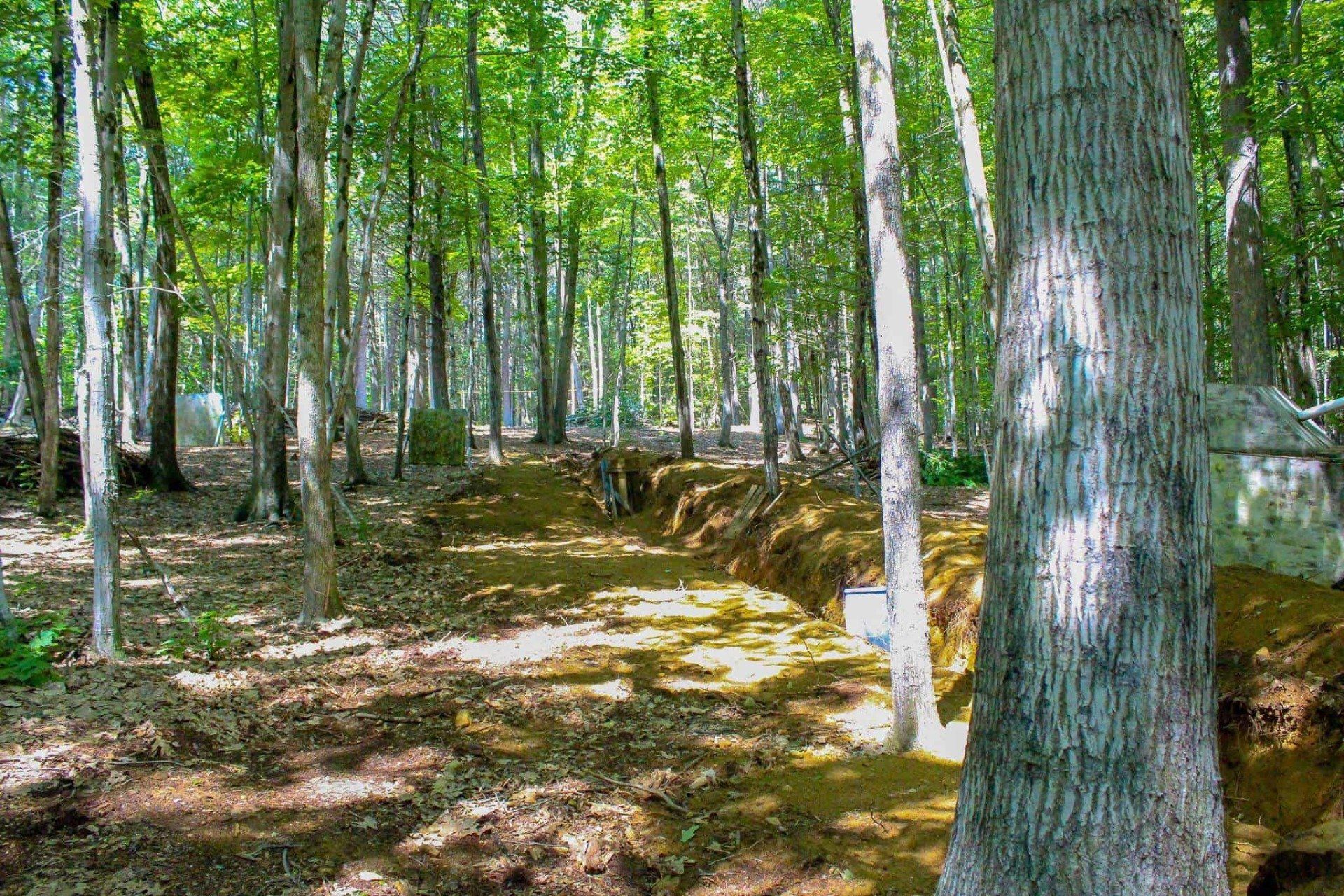 Dirt path through a sunlit forest; trees line the sides.