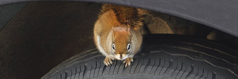 Rodent Removal — Squirrel on a Car Tire in Tampa, FL