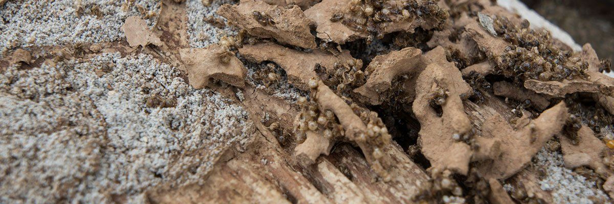 Termite Extermination — Termites Attack in Tampa, FL