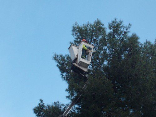 Manutenzione del verde con piattaforma elevatrice