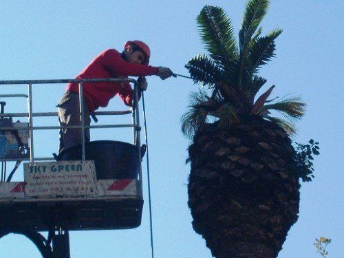 Manutenzione del verde con piattaforme aeree