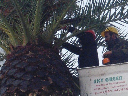 Pianta di palma