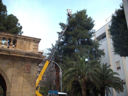 Manutenzione aree verdi con potatura alberi
