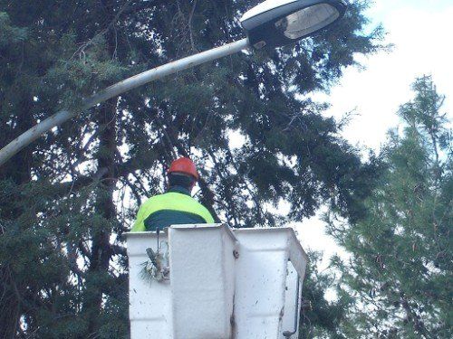 Addetto tecnico durante la potatura di un albero