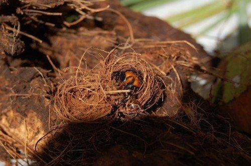 Pianta infestata dal Punteruolo Rosso