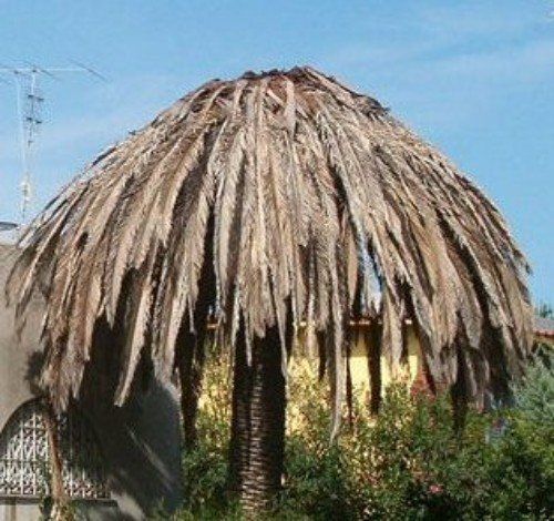 Palma infestata