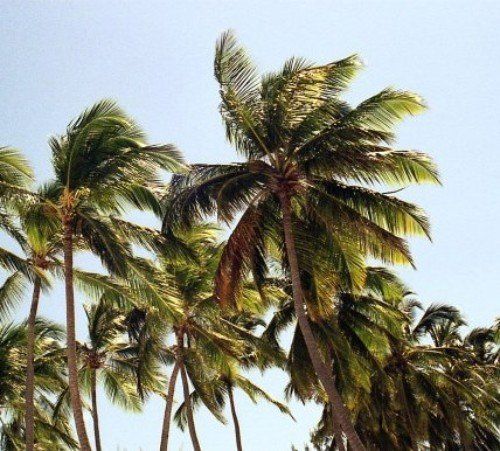 Delle palme