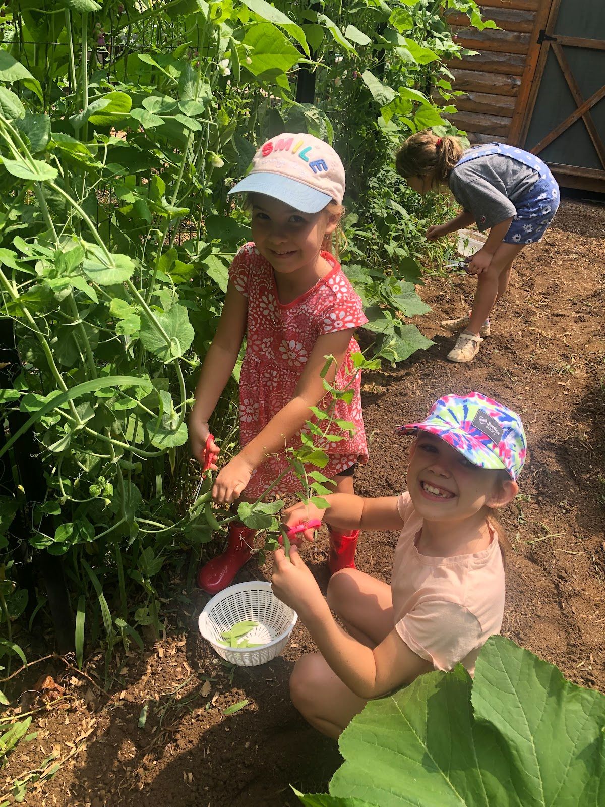 Two young girls are picking vegetables in a garden.