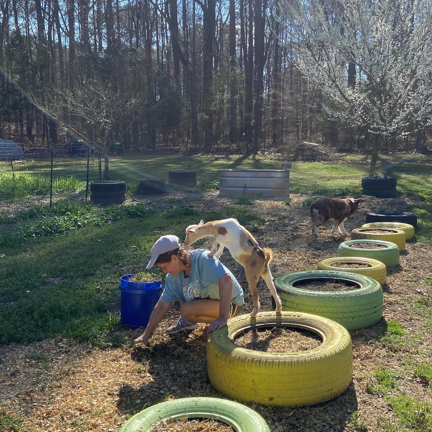 A woman is kneeling down next to a dog in a field of tires.