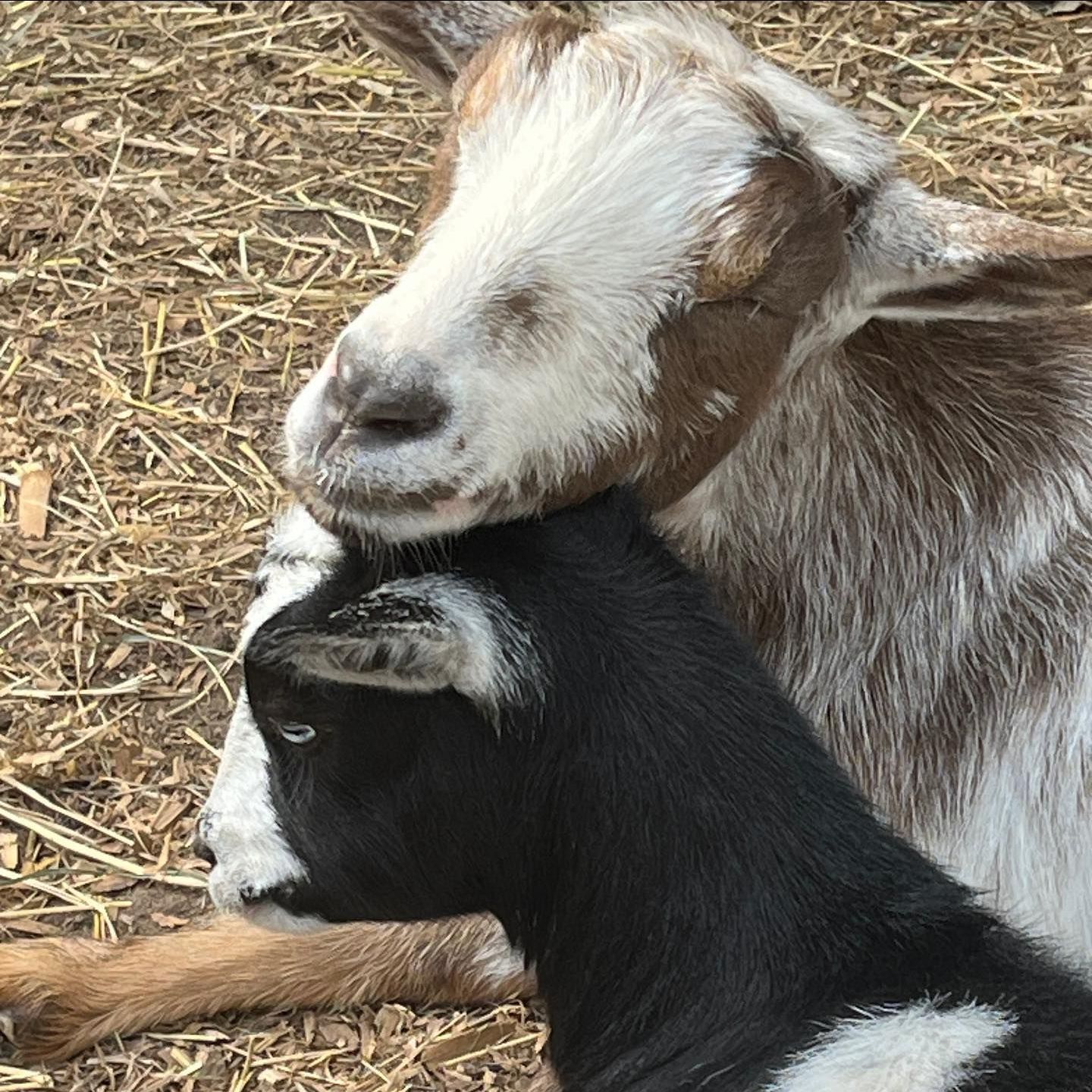 A brown and white goat laying next to a black and white goat.