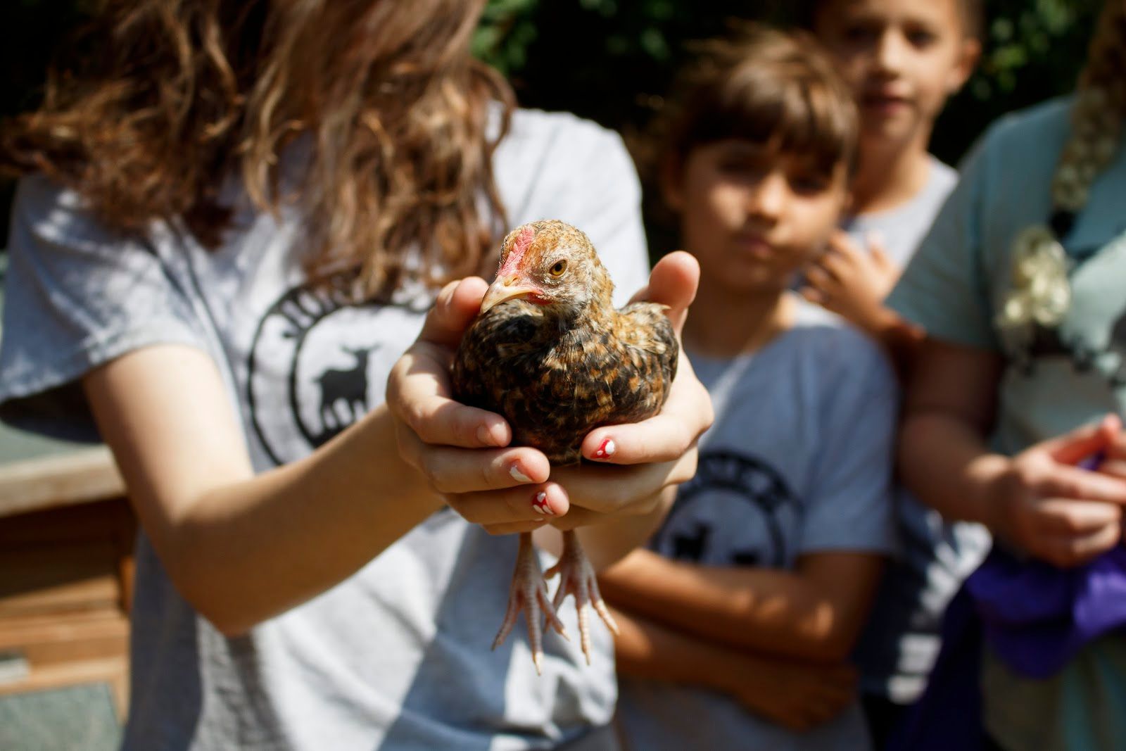 A girl is holding a small chicken in her hands.