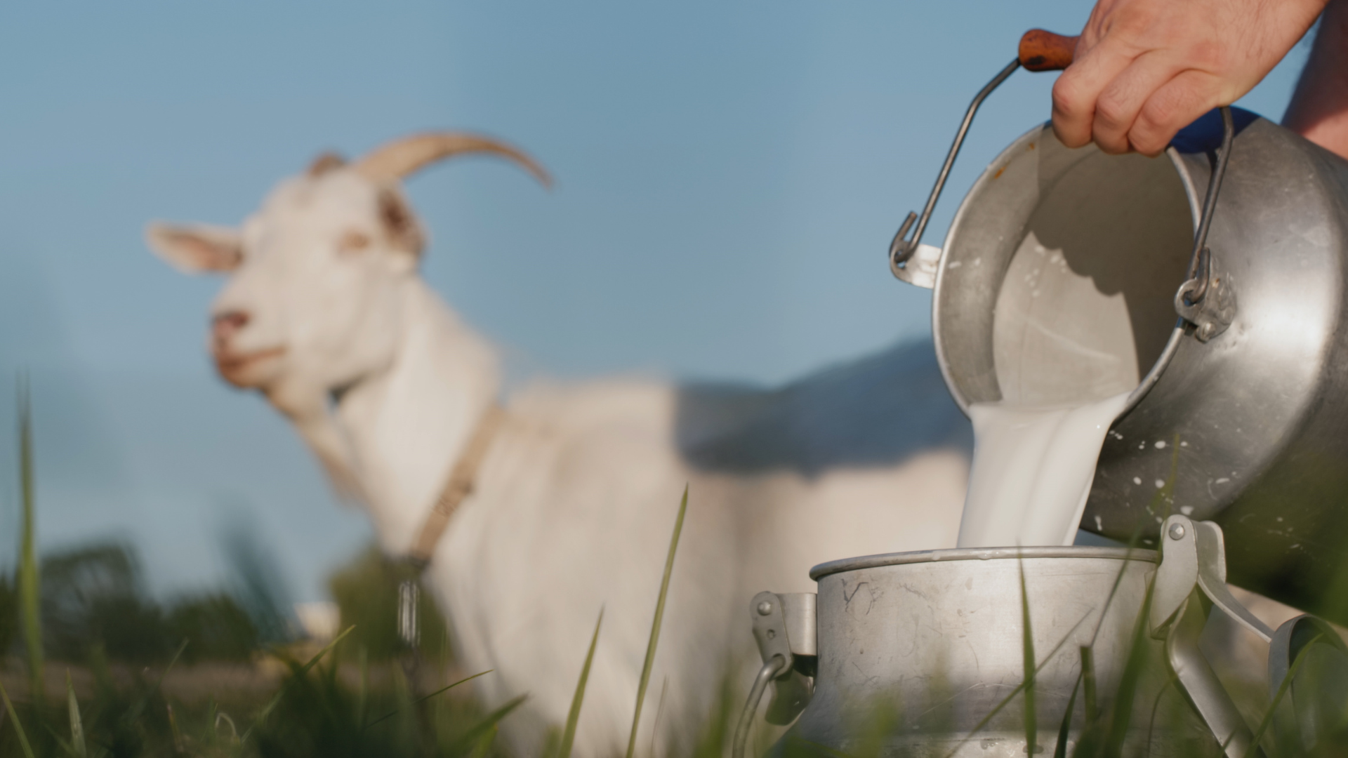 A person is pouring milk into a bucket with a goat in the background.