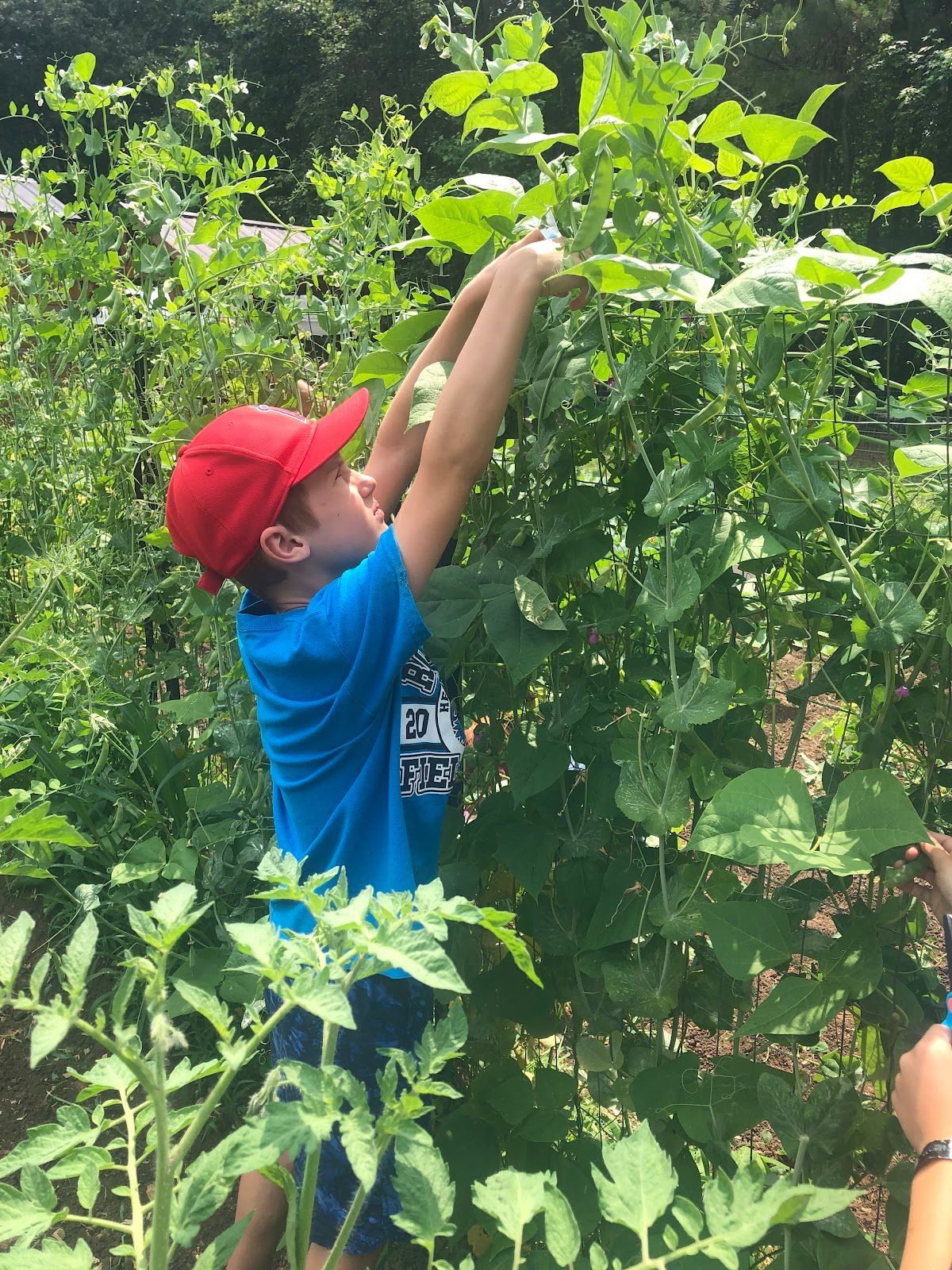 A boy in a blue shirt and red hat is picking tomatoes from a plant.
