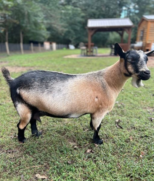 A brown and black goat standing next to a white fence.