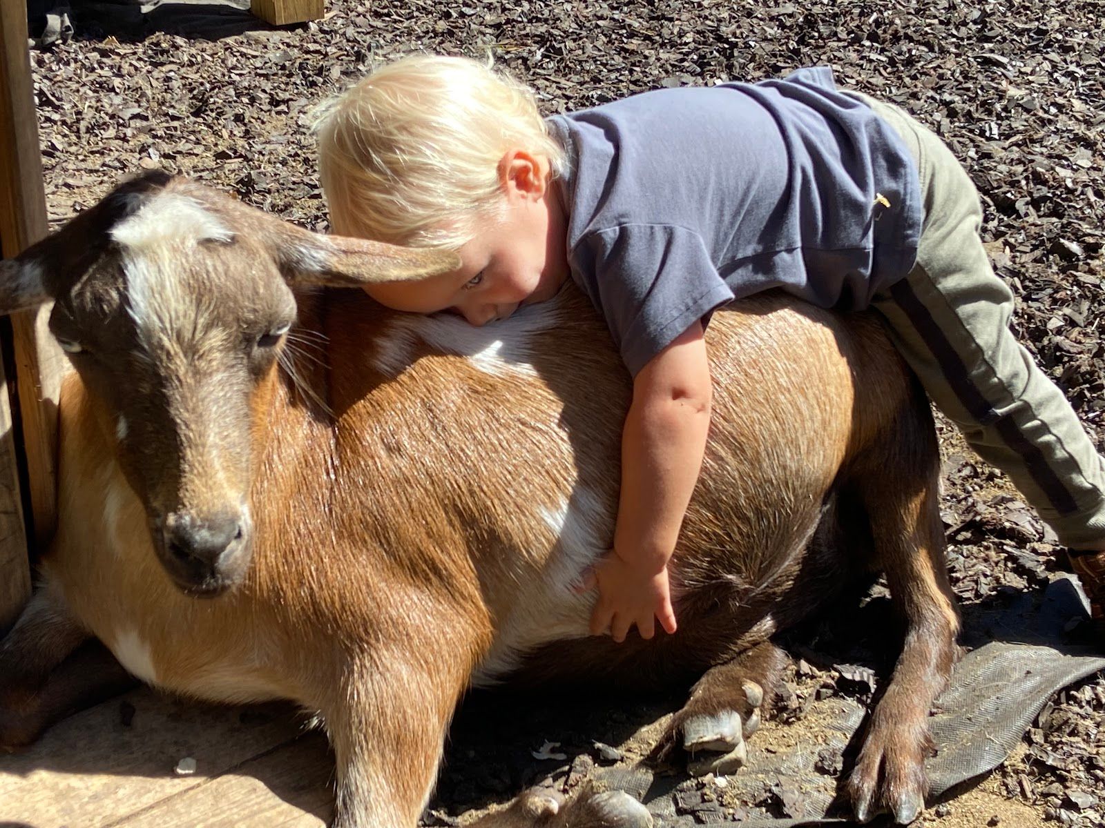 A little boy laying on top of a goat