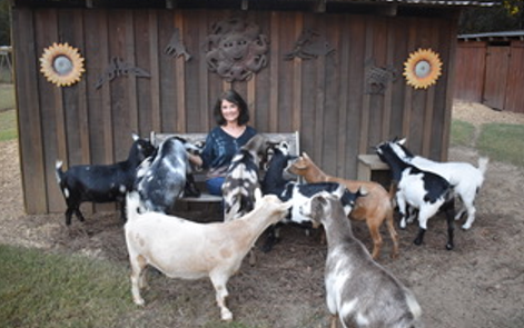 A group of people are feeding goats on a farm.