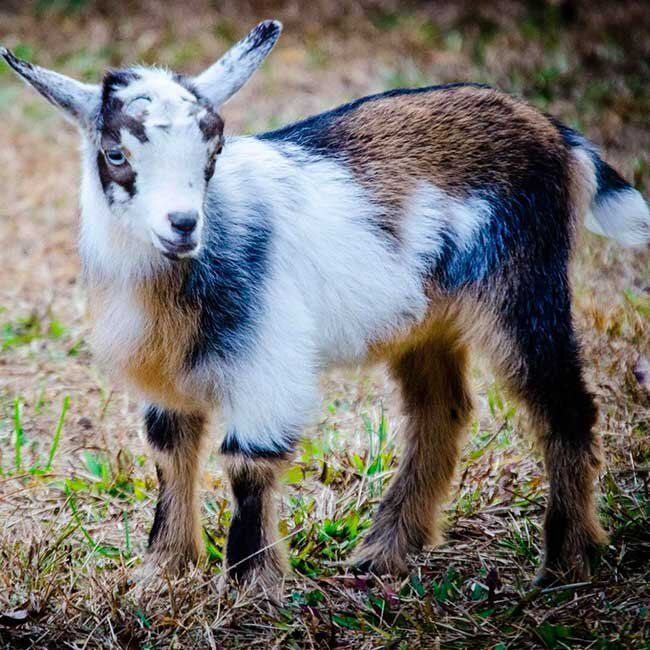 A baby goat is standing in the grass looking at the camera.