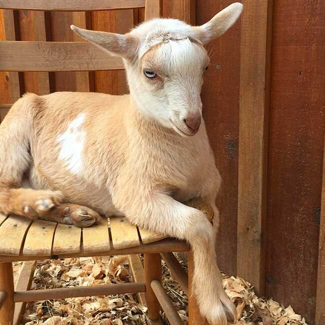 A baby goat is laying on a wooden chair