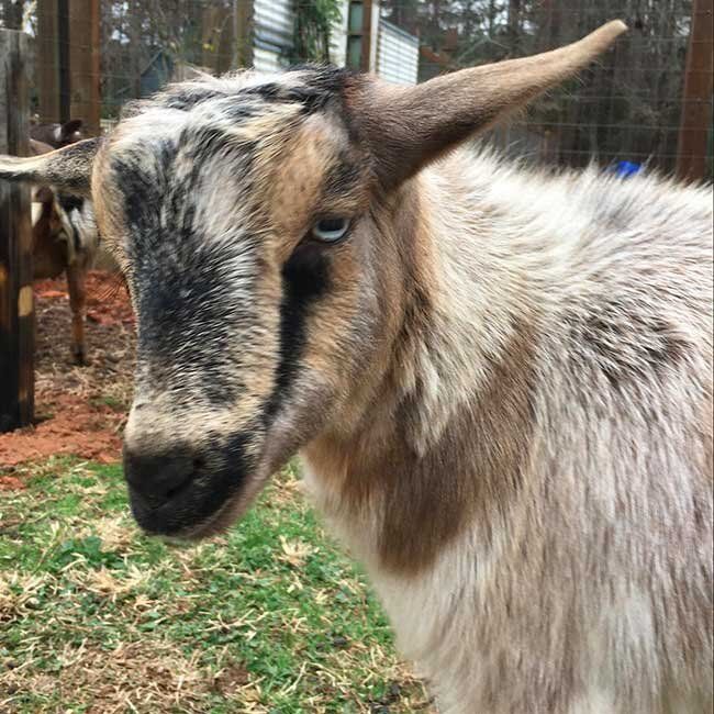 A goat with horns is standing in the grass and looking at the camera.
