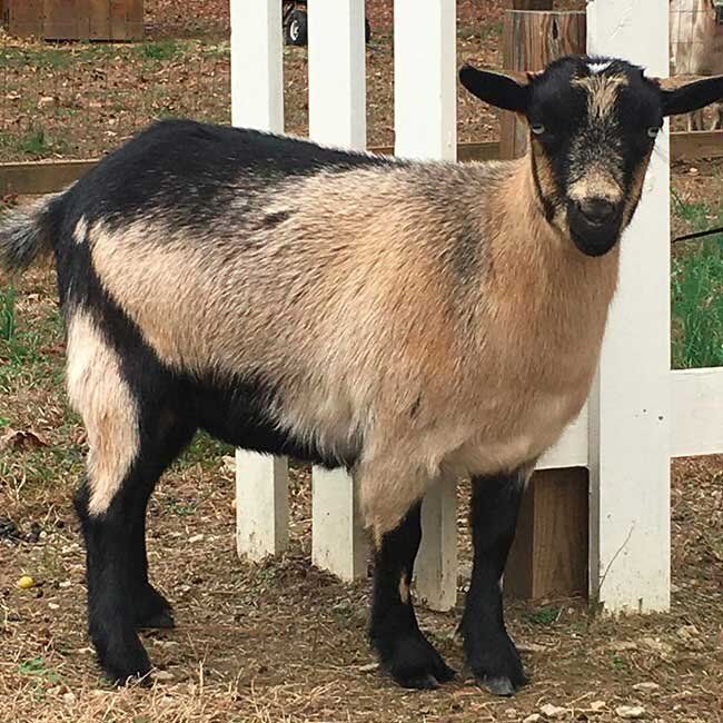 A brown and black goat standing next to a white fence.