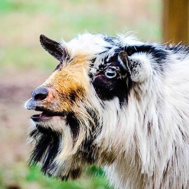 A close up of a goat 's face with its mouth open