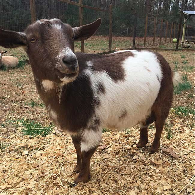 A brown and white goat standing on a pile of wood chips