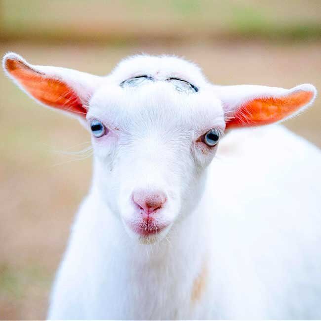 A white goat with orange ears is looking at the camera