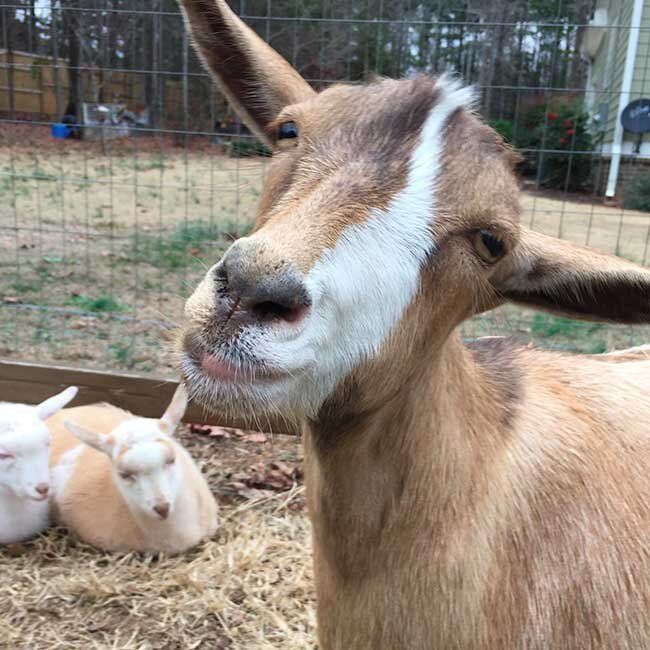 A close up of a goat with a white stripe on its face.
