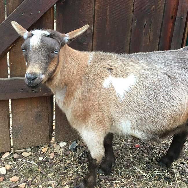 A brown and white goat standing in front of a wooden fence