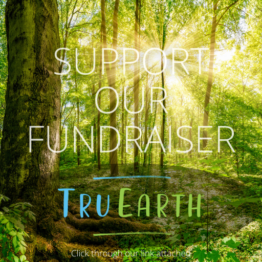 Sunlight streams through a lush forest, text reads 