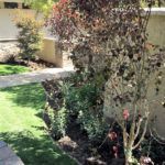 A lush green lawn with trees and bushes in front of a house.