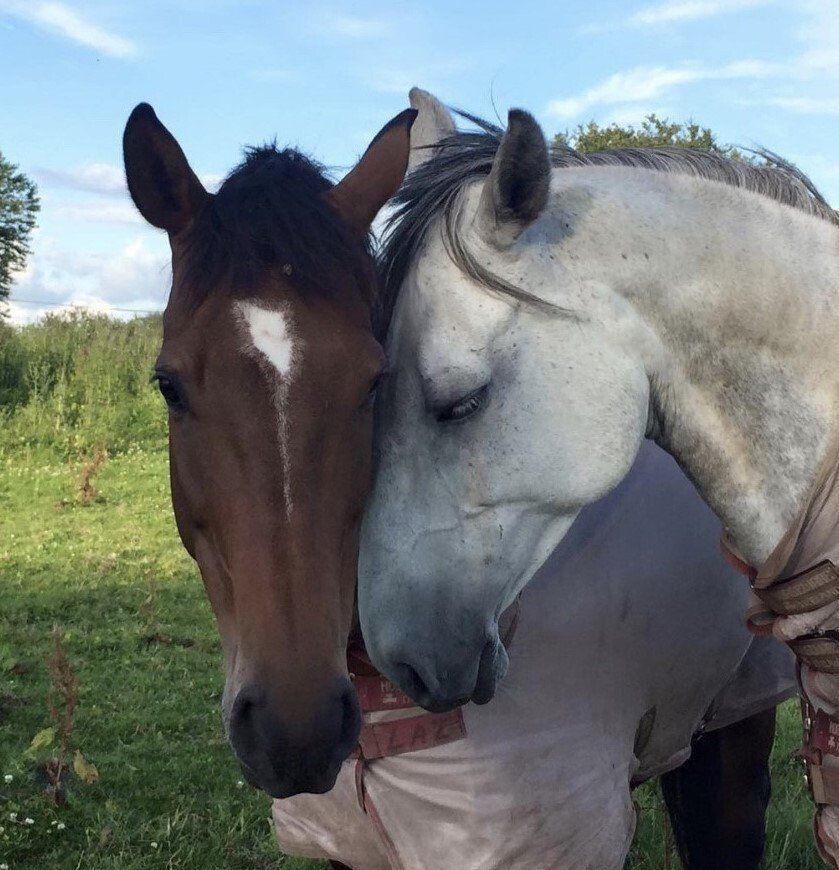 Brood Mares |Stud Farm