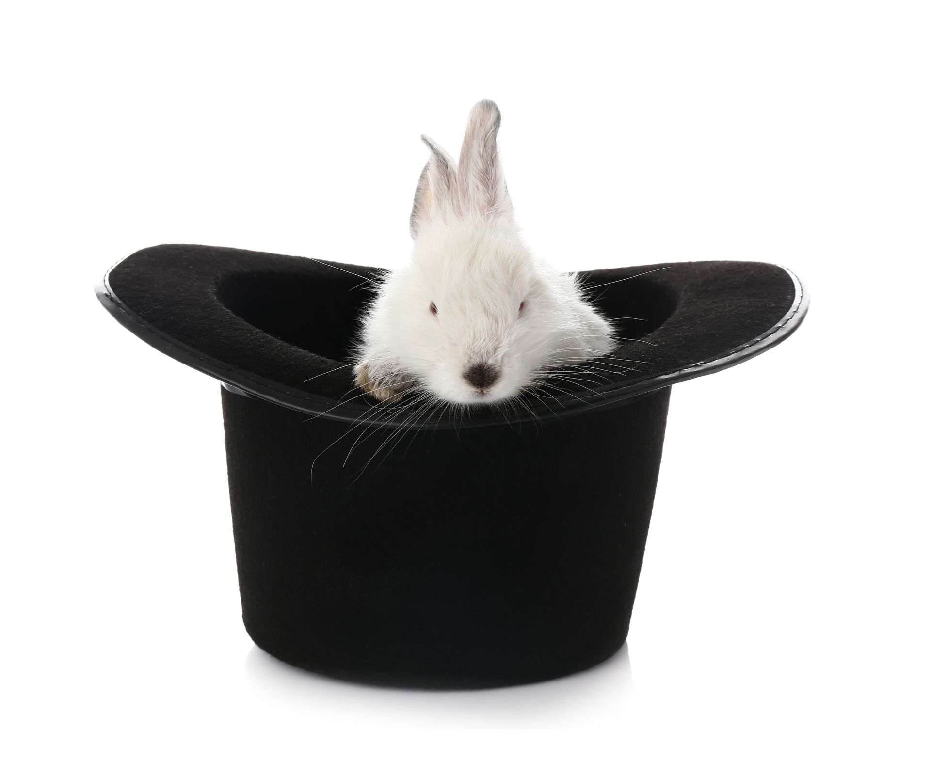 A white rabbit is sitting in a black top hat