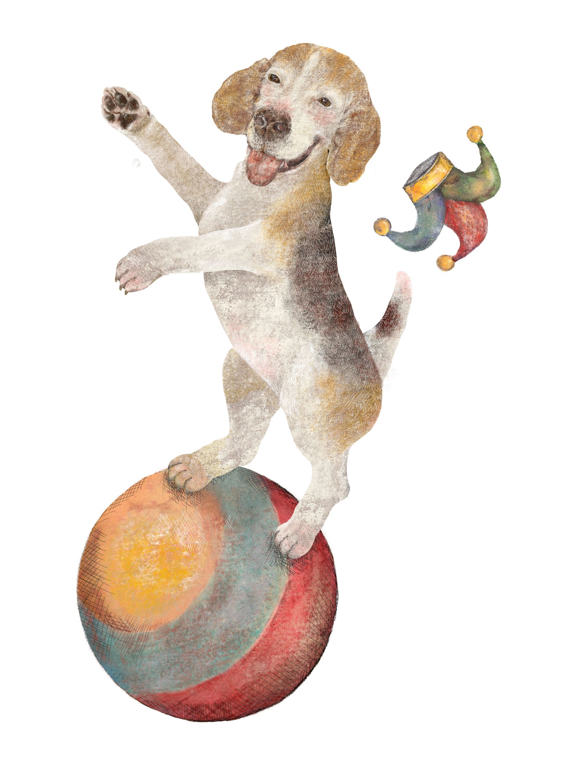 A dog is balancing on a ball with a jester hat behind it