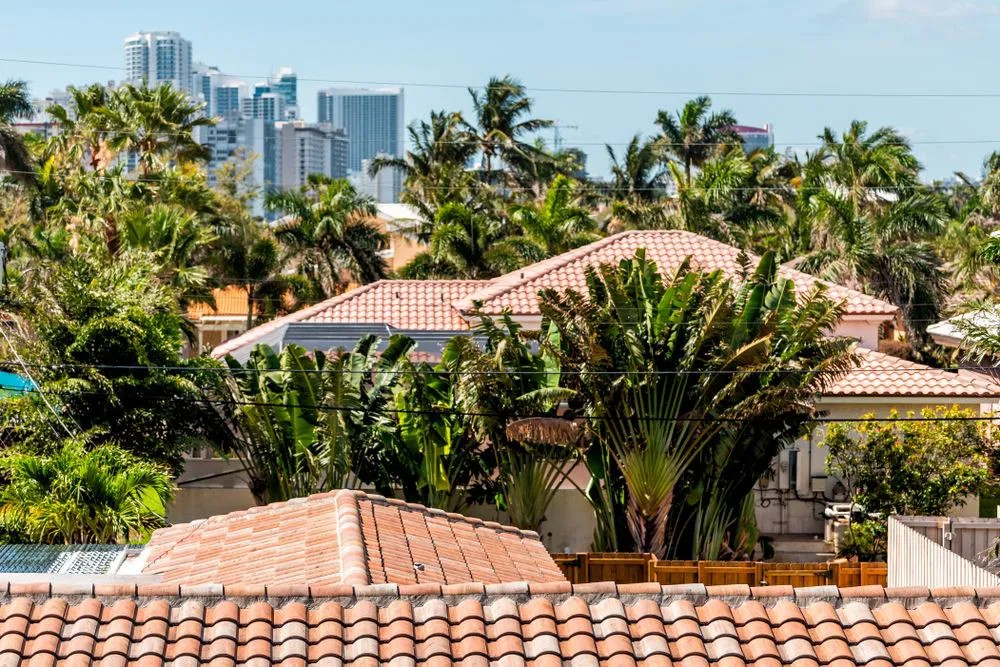 A rooftop view of a residential area with palm trees and buildings in the background.