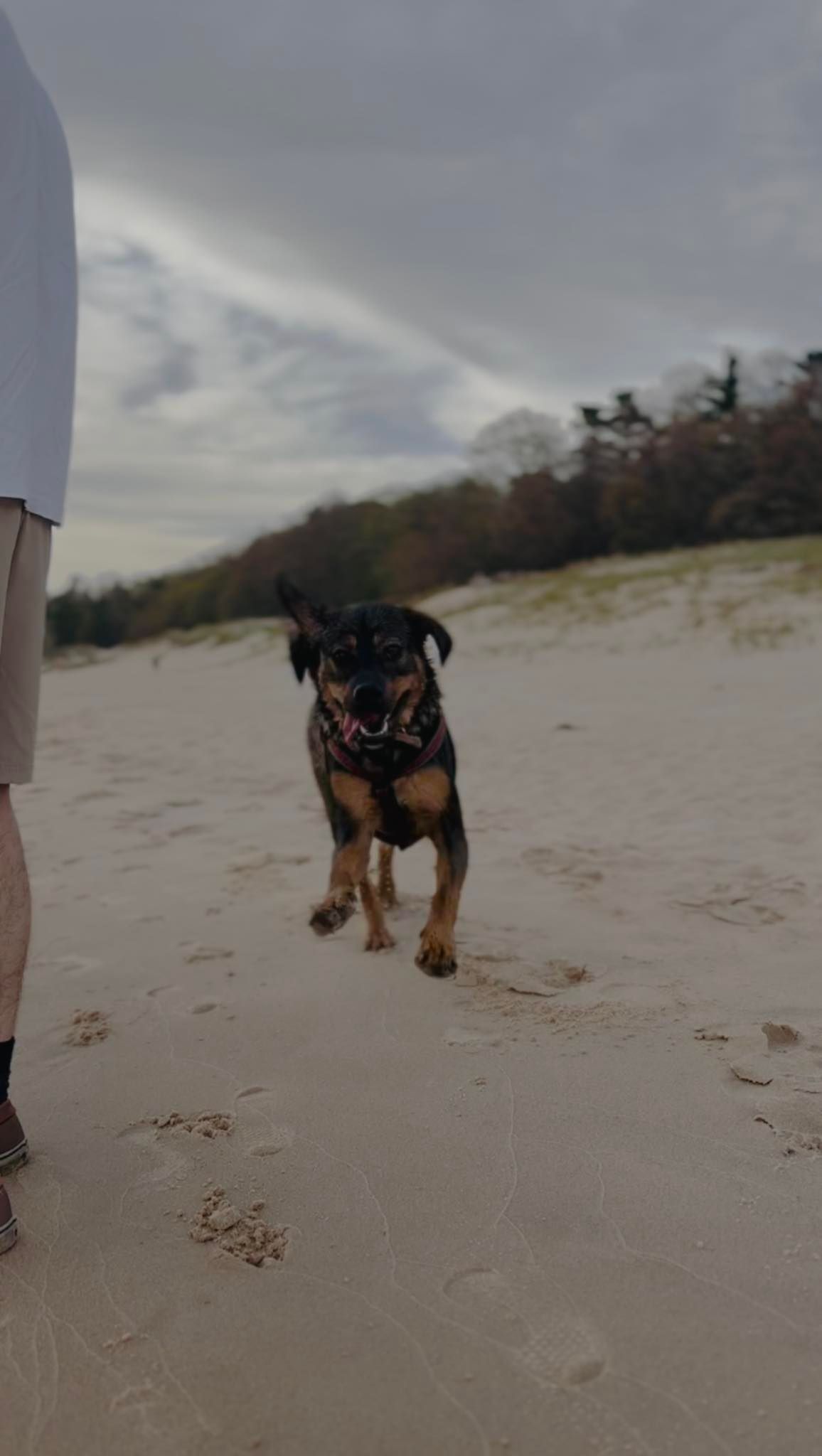 Dog running towards the viewer on a sandy beach, under a cloudy sky.