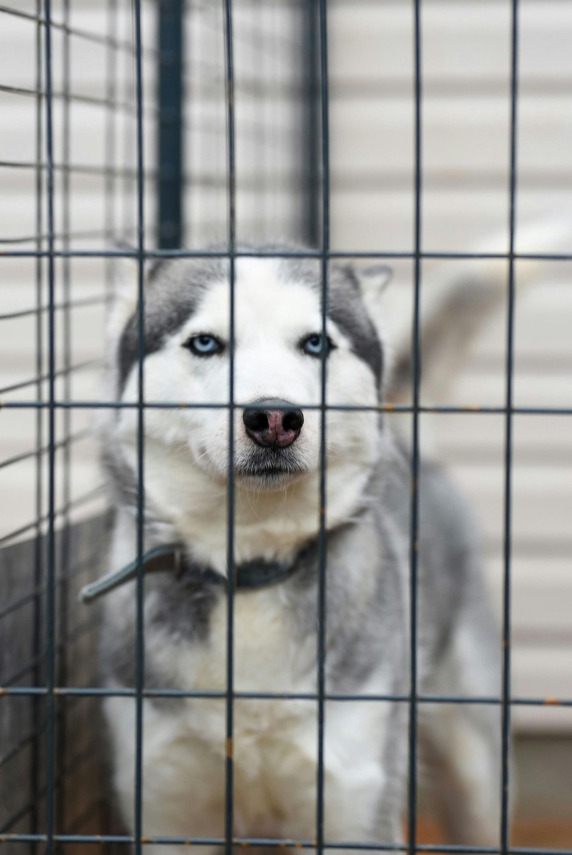 Husky with blue eyes looking through a metal cage; neutral expression.